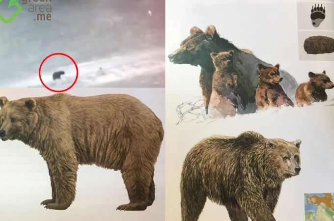 In video: First Sighting of Endangered Syrian Bear in Lebanon in over 60 years