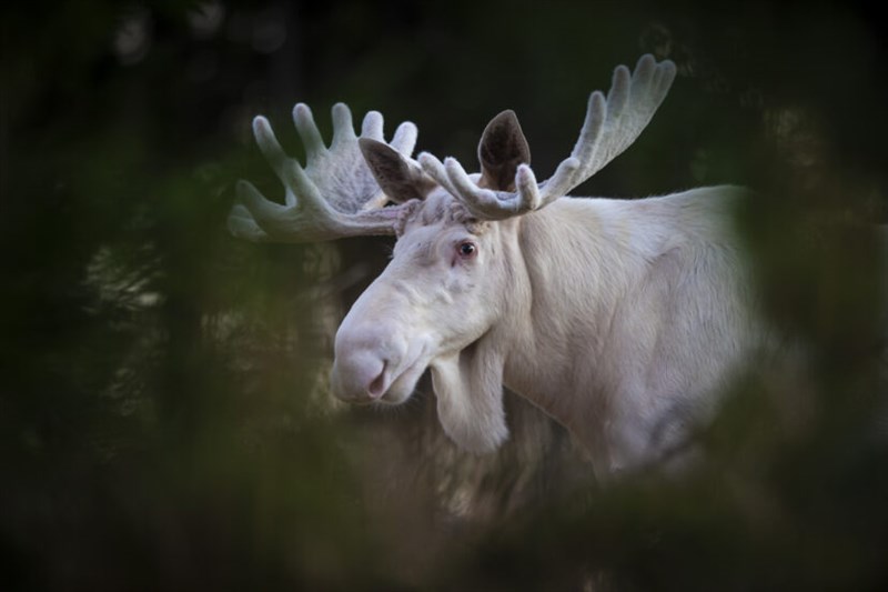 Rare White Moose Pictured Roaming Countryside In Incredible Photos