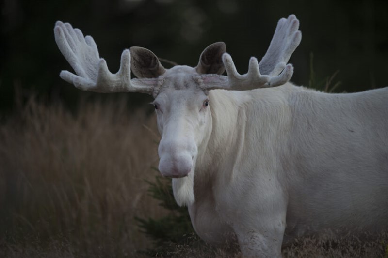 Rare White Moose Pictured Roaming Countryside In Incredible Photos