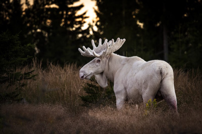 Rare White Moose Pictured Roaming Countryside In Incredible Photos