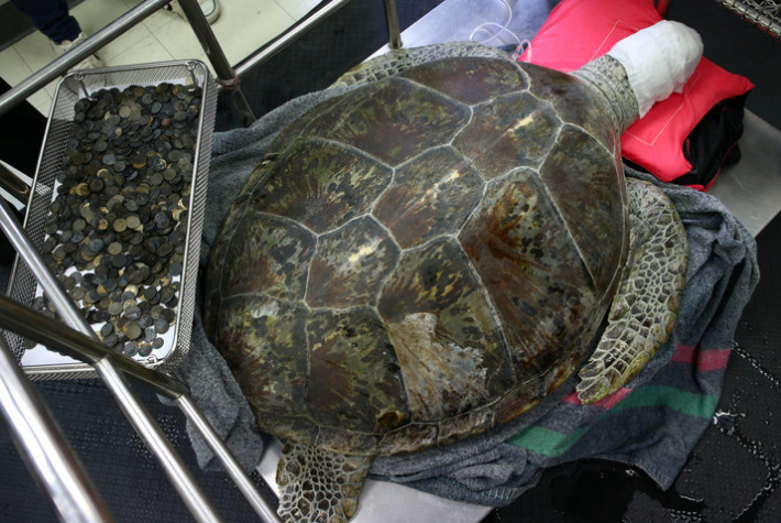 Sea Turtle Named ‘Bank’ On The Mend After Swallowing 915 Coins