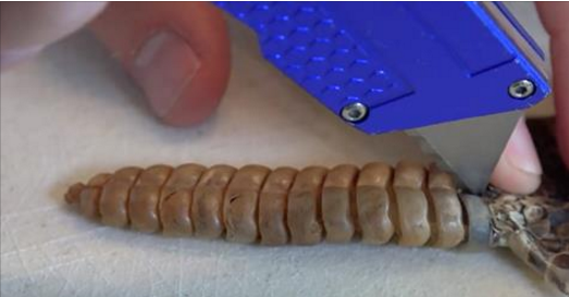 Man slices into a rattlesnake tail. Take a look at what's inside