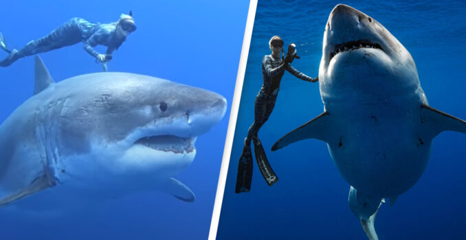 In Video: Legendary Deep Blue Is The World Biggest Recorded Great White Shark