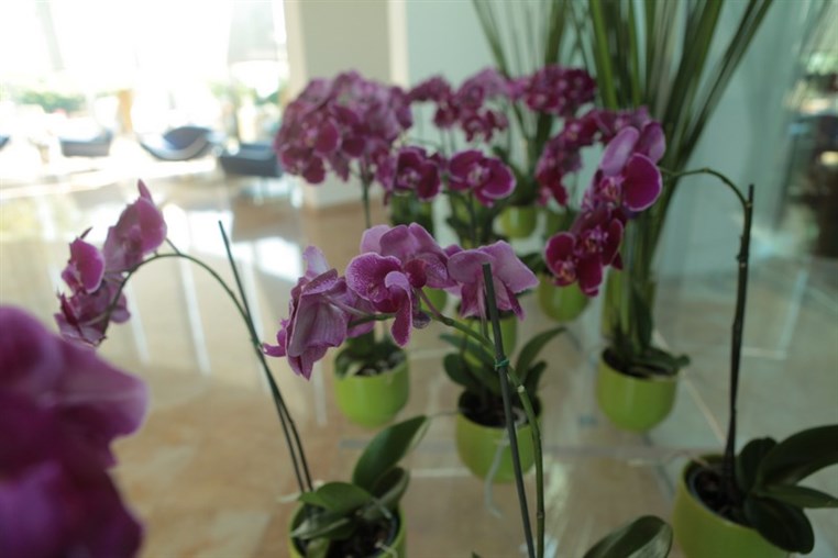 Spring And Mothers Day Le Gray Beirut Celebrates March and Mums During March 