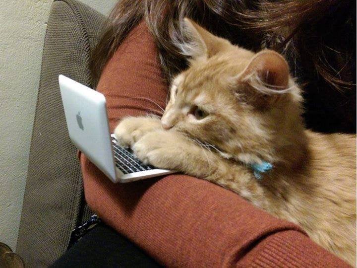 In Video: Woman Makes Adorable Mini Laptop For Cat So He Leaves Her Alone When Working