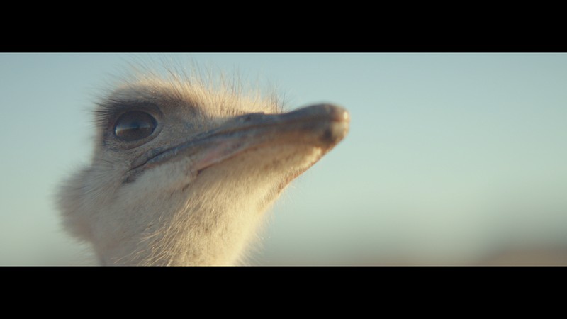 ‘Ostrich’ - Samsung Electronics’ Galaxy Brand Commercial - Wins Thirteen Awards, Including Seven Gold Pencilsat The One Club Awards