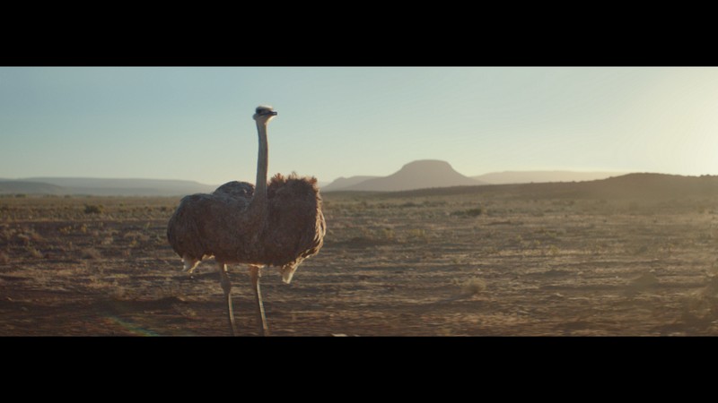 ‘Ostrich’ - Samsung Electronics’ Galaxy Brand Commercial - Wins Thirteen Awards, Including Seven Gold Pencilsat The One Club Awards