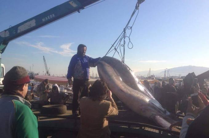 Sunfish found in Tripoli