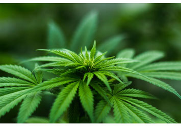 Position of the Lebanese network of Therapeutic Communities regarding  legalization of cannabis cultivation for medical purposes in Lebanon