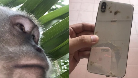 Malaysian man 'finds' monkey selfies on lost phone he retrieved
