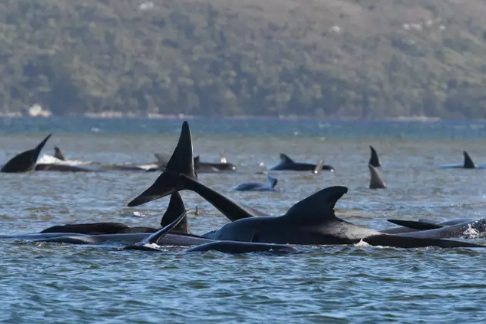 In video: 380 Whales Die In One Of Largest Ever Mass Strandings in Australia