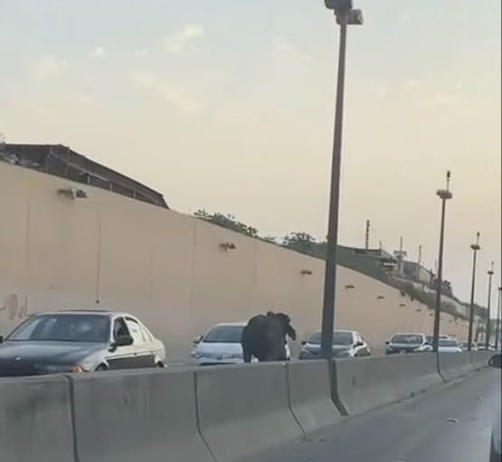 In Video: Bull reverse the walk in the Beirut airport tunnel