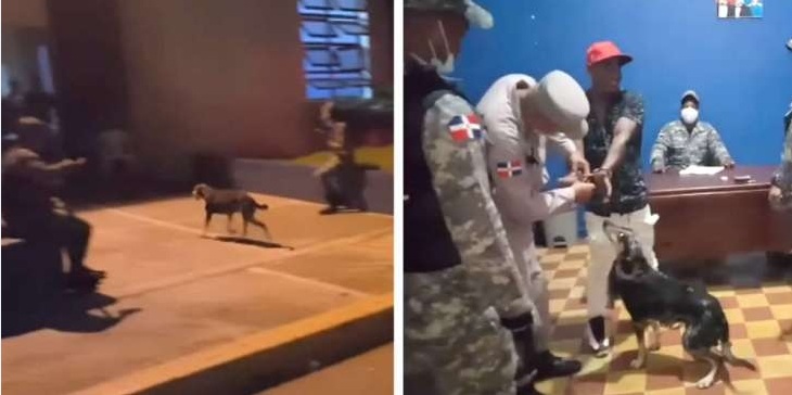 In video: Dog Walks Into Police Station And Convinces Cops To Free Owner