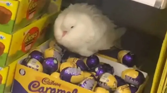 In Video: Confused Pigeon Filmed Guarding Box Of Cadbury Chocolate Eggs At Tesco