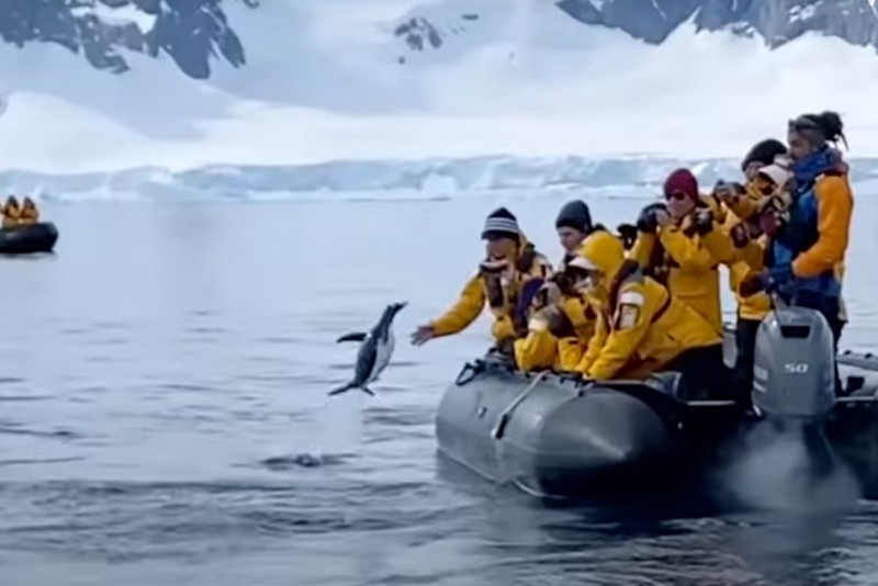 In Video: Tourists On Dinghy Save Penguin From Being Eaten By Killer Whale