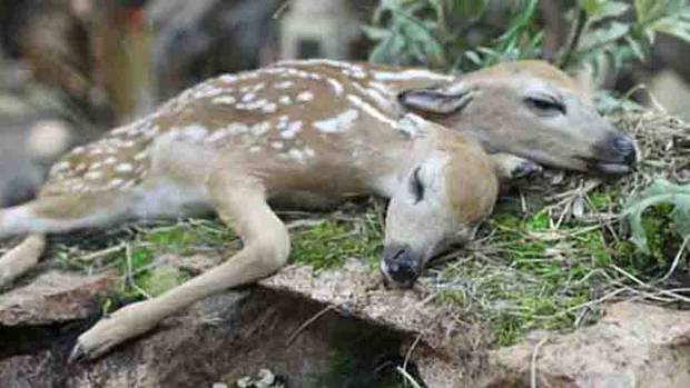 World first: Rare two-headed deer found in forest