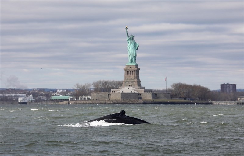 In Video: Humpback whale in New York Harbor ready for closeup at Statue of Liberty