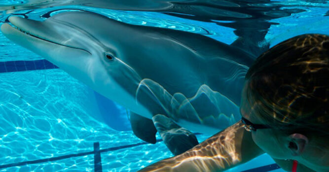 In Video: RoboDolphins Could Be Used To Create Animal Friendly Animatronic Aquariums