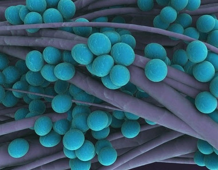 Bellevue Medical Center Launches a Campaign to Promote  Awareness on Antibiotics Resistance