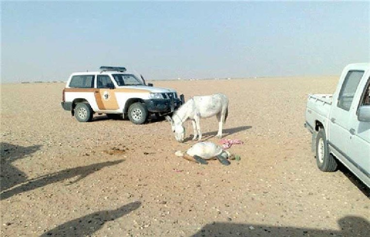 A Saudi died after attempting to sexually abuse a donkey.