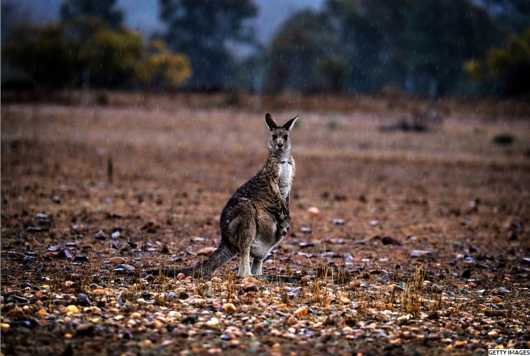 Rain Brings Relief to Australia’s Fires