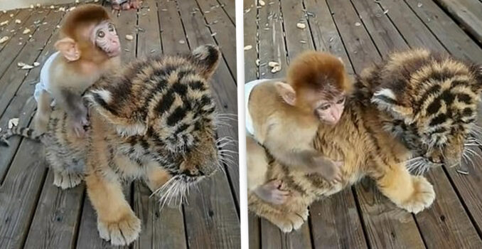 In Video: Baby Monkey Plays With Tiger Best Friend As He Rides On His Back In Zoo