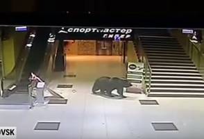 Russian Mall Attacked By Wild Bear, killed later at a kindergarten