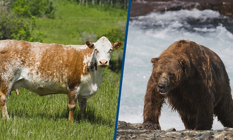 Facial Recognition Software Can New Identify Bears And Cows