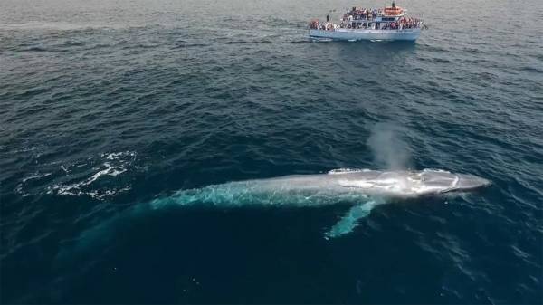 In Video: Rare blue Whale Spotted off Australia for the third time in 100 years 