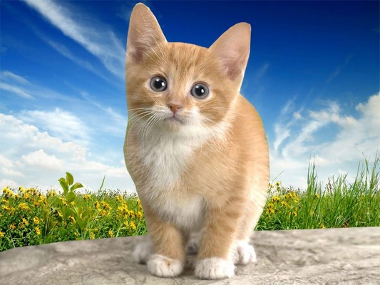 In Video: Cat Owner Shows How To Find Out If Your Pet Is Smart Or Not
