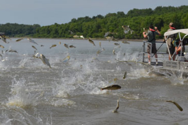 In Video: Men Get Unexpected Visitor On Boat While Feeding Fish To Birds