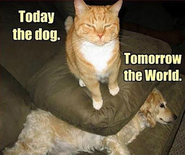 6 Ways Cats Are Planning World Domination