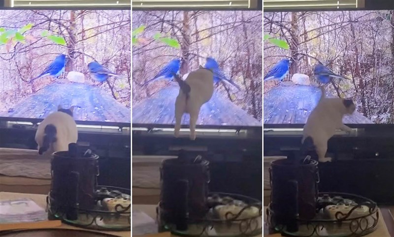 Trending video: Cat Jumps Into TV After Trying To Catch Bird On Screen