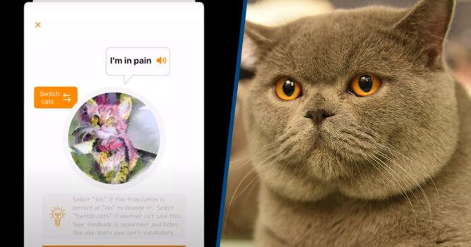 In Video: Cat Noises Can Be Translated Through An App