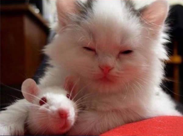 In Video: Mouse Runs Up To Cat For Cuddles After Being Chased