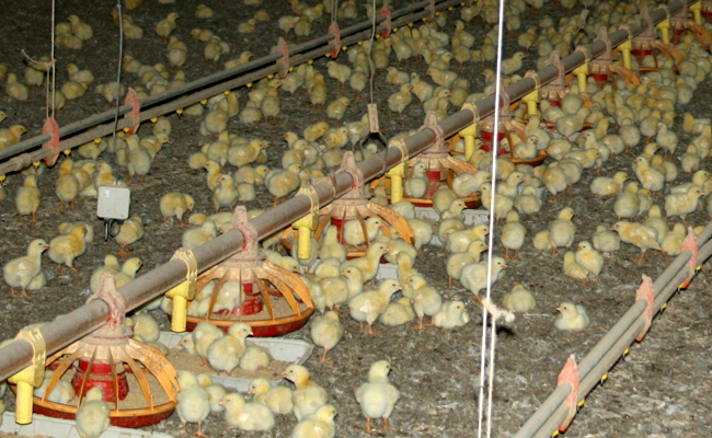 Chicken Factory Farmer Reaches Breaking Point Decides To Expose The Industry