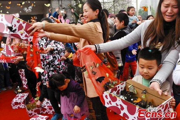 Chinas celebration with hunderds of butterflies went terribly wrong