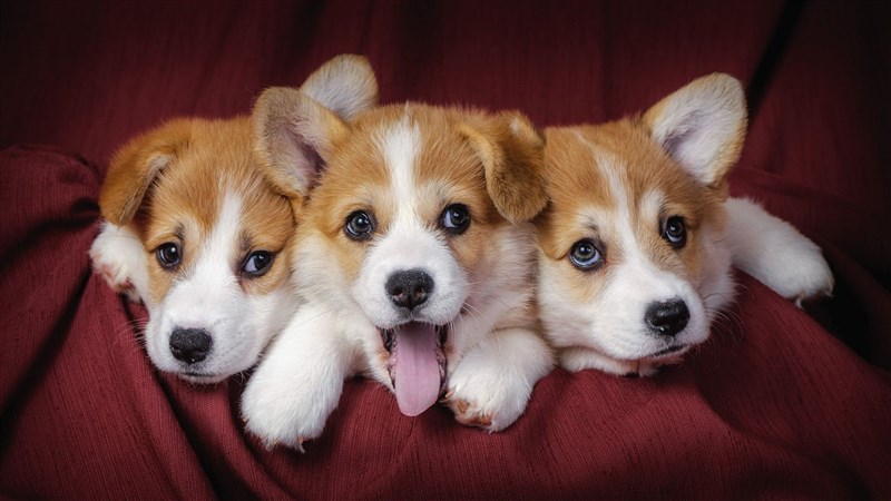 Taking your dog for a walk twice a day for an hour could soon become law in Germany