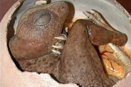 200 Million Years Old Dinosaur Egg Hatches in Berlin Museum 