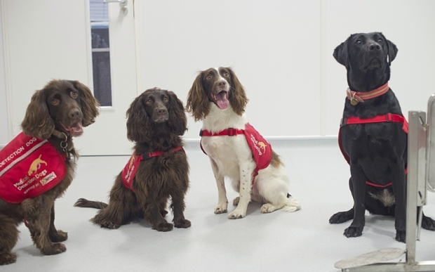 Dogs can sniff out prostate cancer every time 