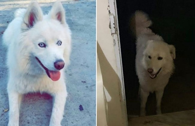 Municipality says killing dog was necessary