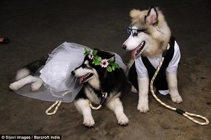 Two dogs are MARRIED in front of 100 guests at ceremony in Indonesia  