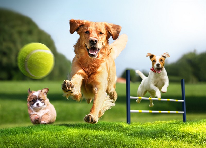 Woof-Fest the largest festival for dogs in Lebanon