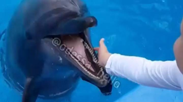 In Video: Dolphin Jumps Out Of Water And Bites Boy's Hand