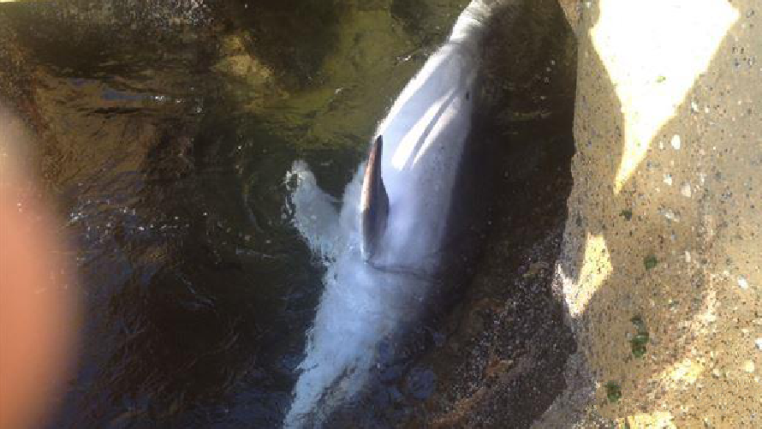 A Dolphin in Dbayeh