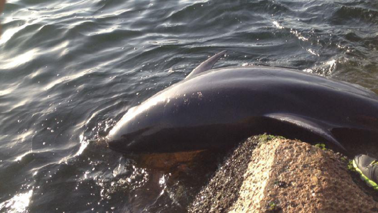 A Dolphin in Dbayeh