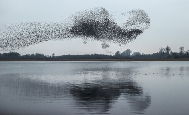 In Video: Incredible Moment Flock Of Starlings Form Giant Bird Over Lake