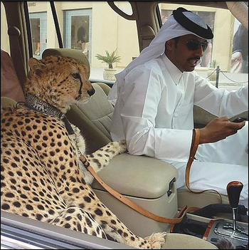 19 Things That Probably Only Happen in Dubai
