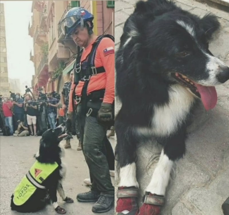 Beirut blast: after 30 days a rescue dog of chile has indicated there may be a possible survivor