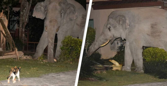 In Video: Cat Chases Away Elephant That Wandered Into Garden